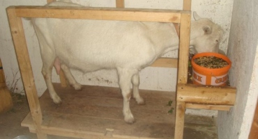 Jak správně podojit kozu?